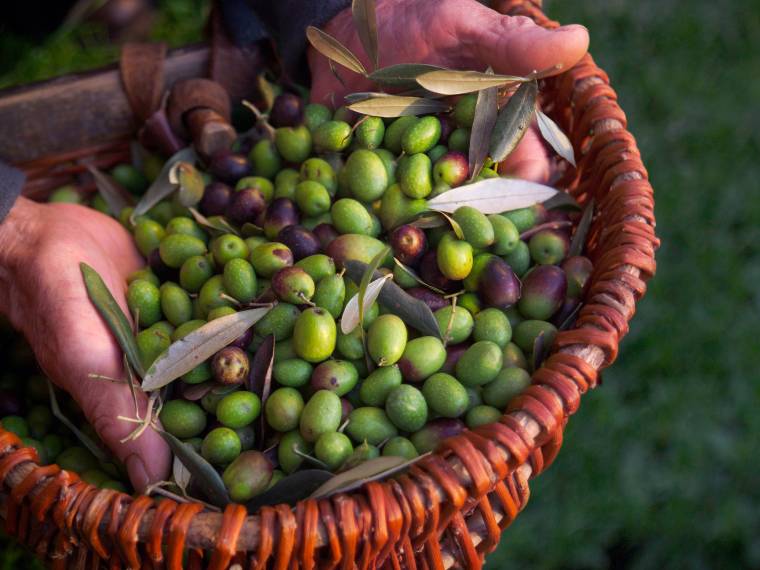 Olives © Adobe Stock