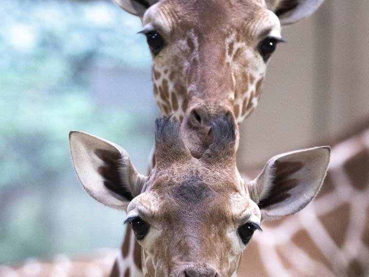 Girafes Melman & Maiwenn © Zoo de Beauval