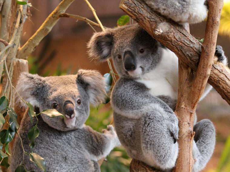Koalas © Zoo de Beauval