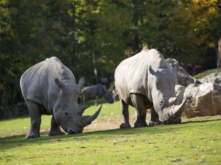 Rhinocéros blancs © Zoo de Beauval