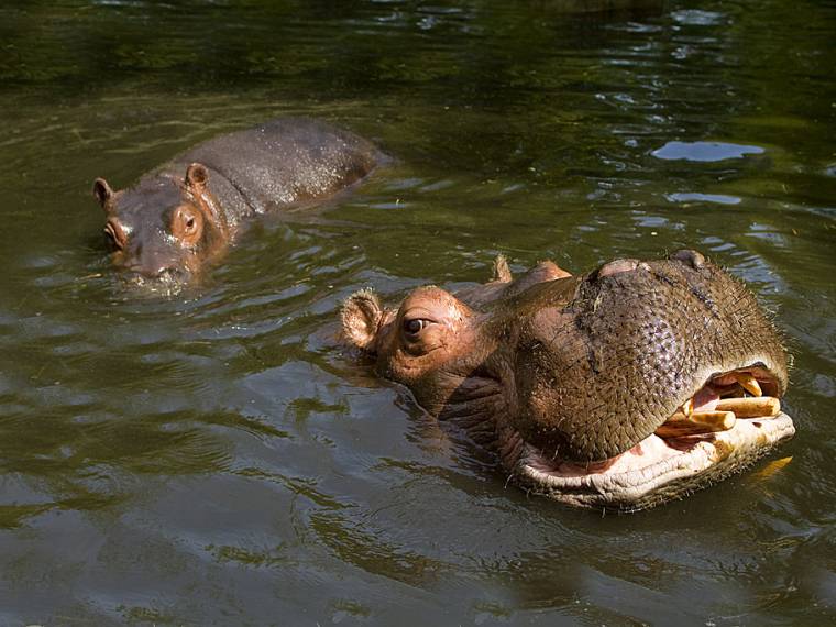Hippopotame © Zoo de la Flèche