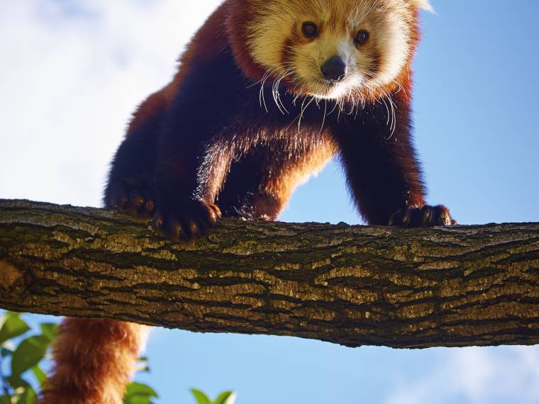 Panda roux © Zoo de la Flèche - V. Corvasier