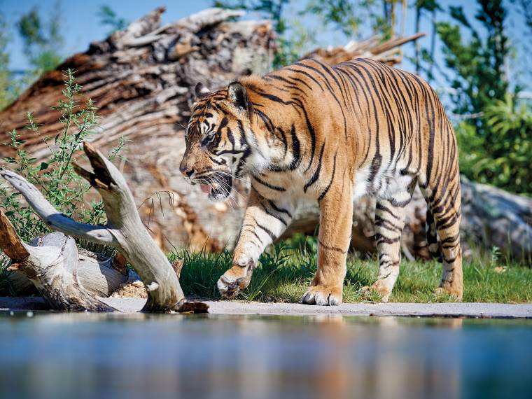 Tigre de Sumatra © Zoo de la Flèche - V. Corvasier