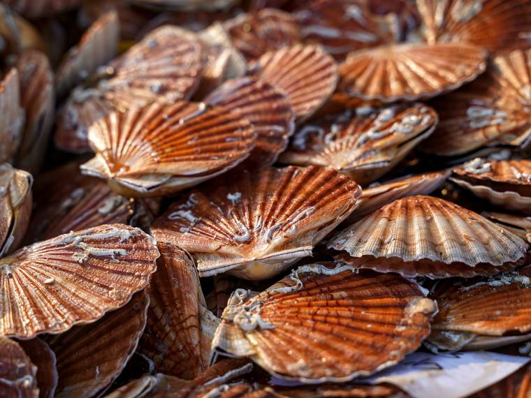 Coquilles © Danielle DUMAS