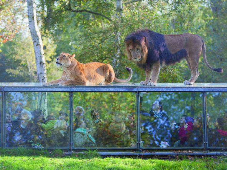 A-Thoiry-depuis-tunnel-verre-demi-enterre-peut-admirer-tigres-lions-tres-pres_0_730_400