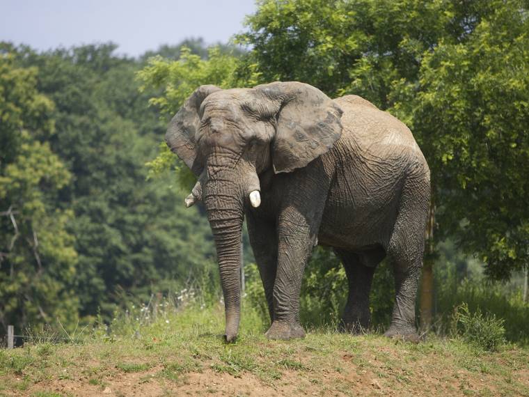 elephant 05