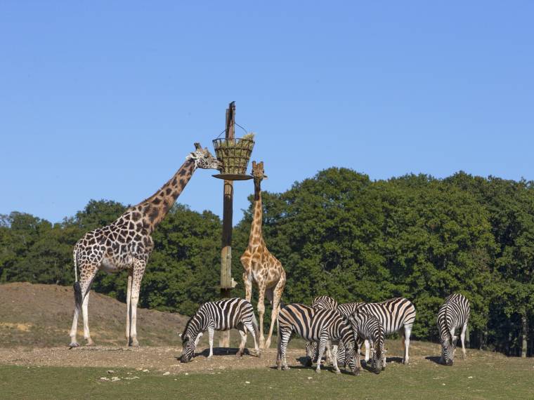 girafes et zebres 01