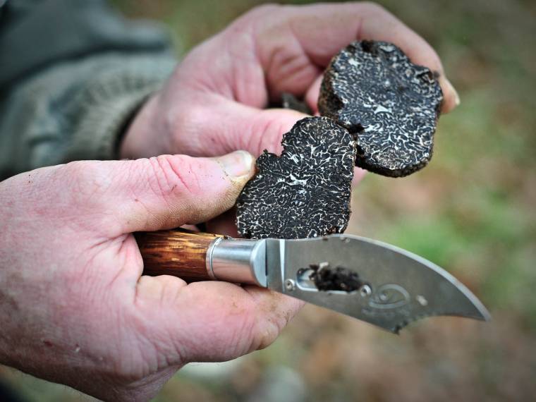 Truffe noire du Périgord © Cochise Ory