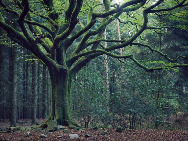 Brocéliande © crtb- BERTHIER Emmanuel