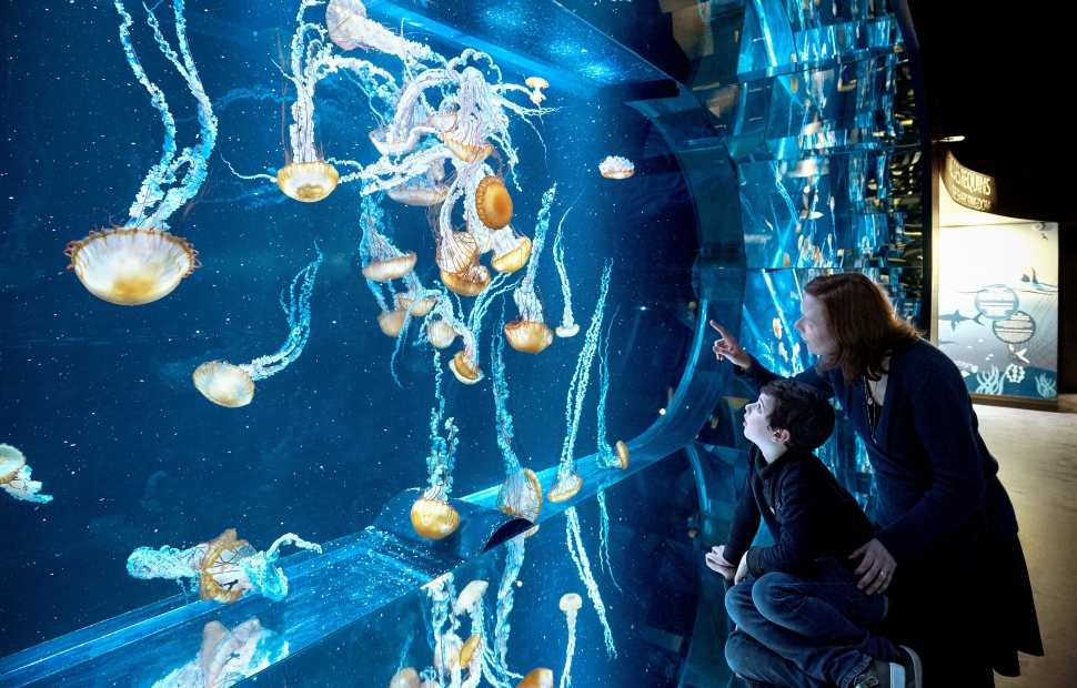 Aquarium meduses-public-extension-J-Alexandre