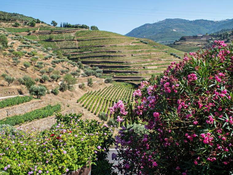 Portugal-Douro-vallee-paysage-vigne©CroisiEurope (1)