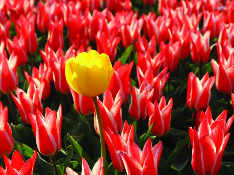 Tulipes (c) Visit Holland
