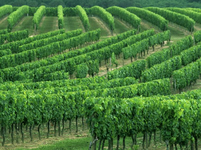 Vignobles de Bordeaux ©BROCHARD-CRTNA