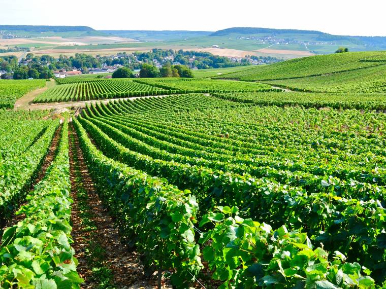 Vignoble de la Marne © CRTCA