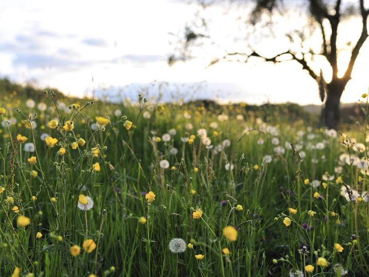 Fleurs (c) WBT- Pierre Pauquay-fleurs des champs au coucher de soleil