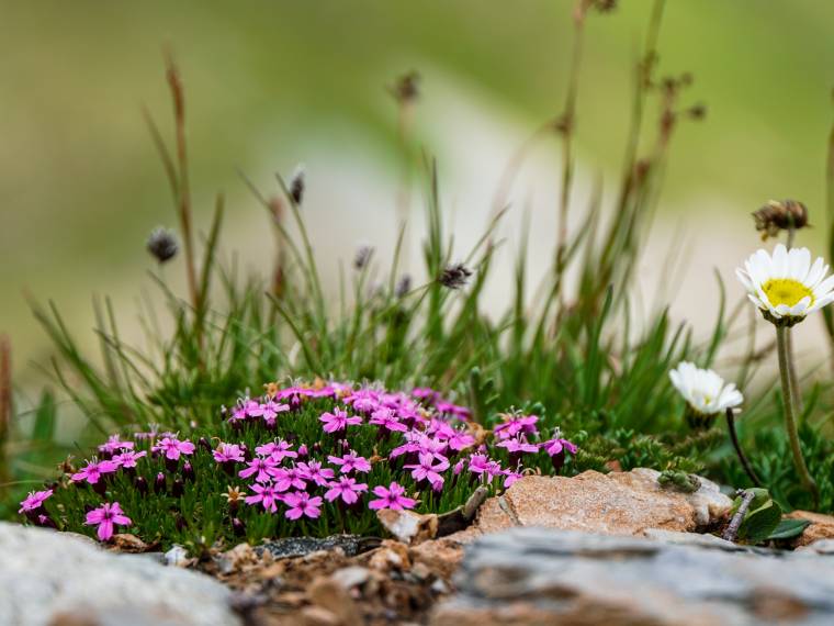 Serfaus, fleurs © AdobeStock