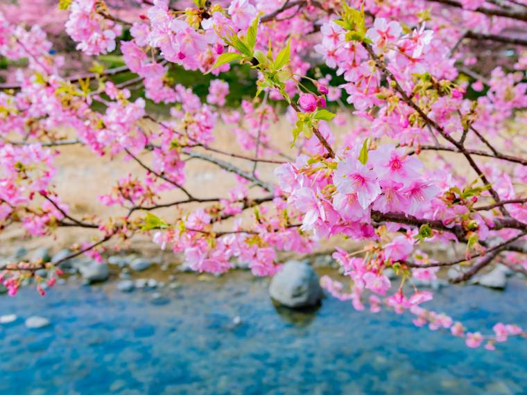 Cerisier en fleurs © Envato_2