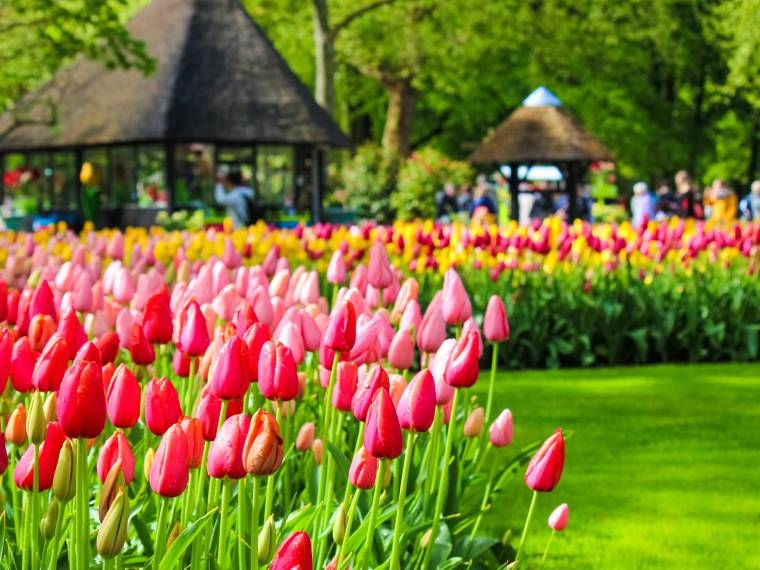 Keukenhof © AdobeStock_273296204