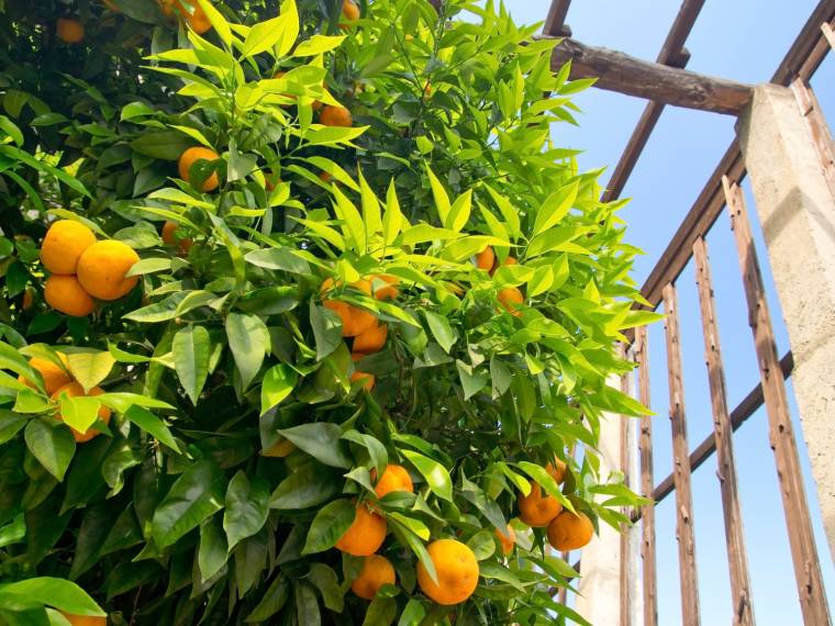 Limone © Fotolia