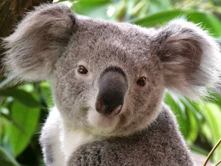 Koala © Pairi Daiza - Patricia Hody