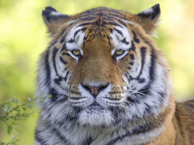 Tigre de Sibérie © Pairi Daiza - Nathalie Huysentruyt