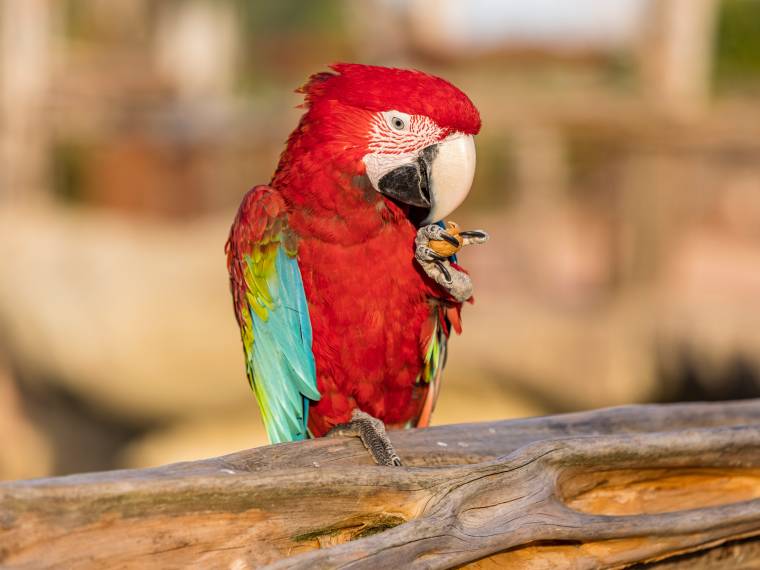 Parrot World - Perroquet 1 ©Ronan ROCHER - HD