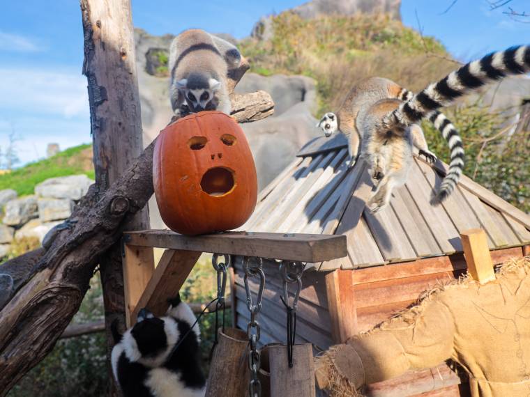 Halloween Pairi Daiza lemuriens et citrouille © Pairi Daiza - Benoit Bouchez