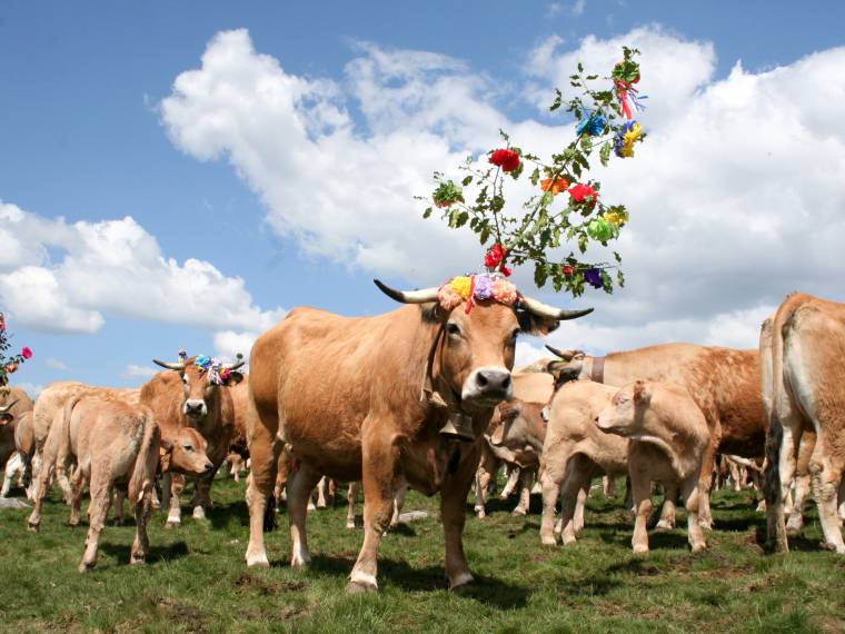 Transhumance © AdobeStock