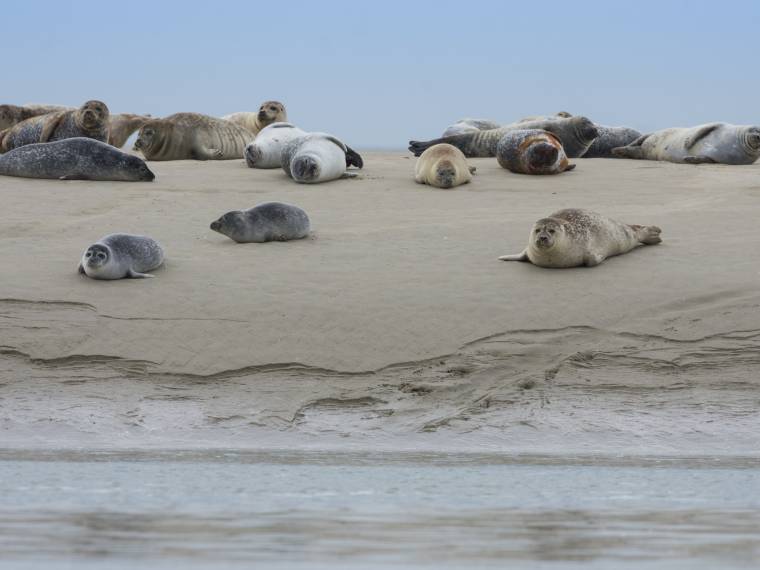 Baie de Somme, phoques  Somme Tourisme - Stephane Bouilland