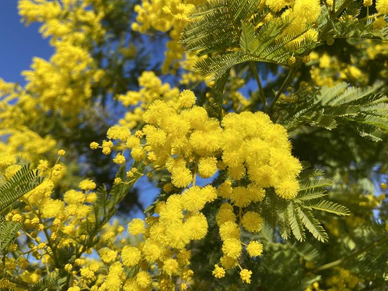 Mimosa (2) © Envato