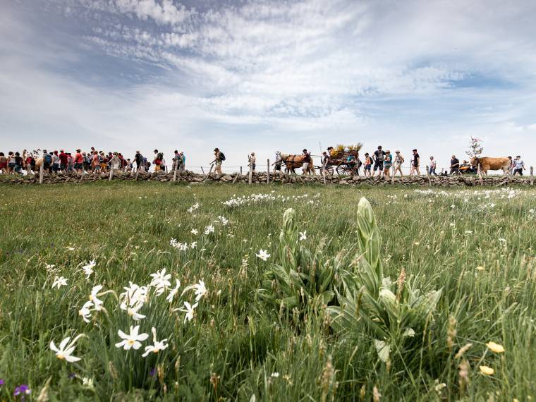 Transhumance AUBRAC (18)© B. Colomb - Lozere Sauvage pour PACT Aubrac-© B. Colomb - Lozère Sauvage pour PACT Aubrac