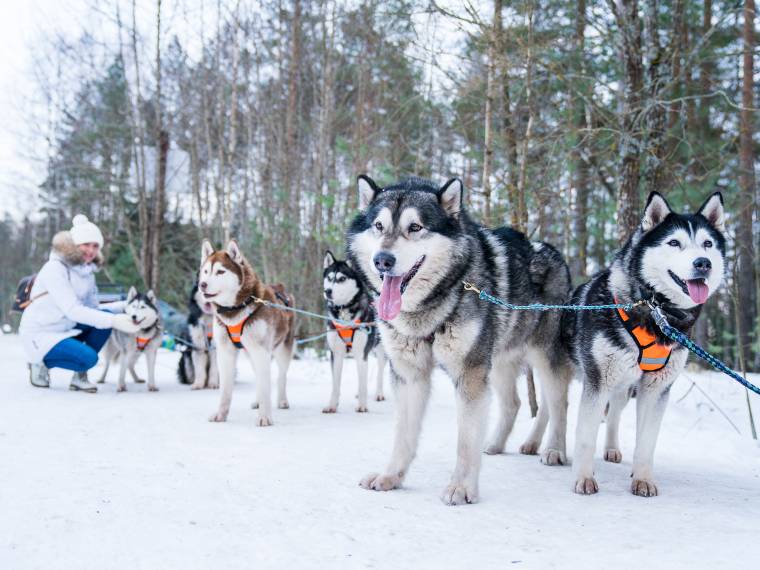 Chiens de traîneaux © AdobeStock_197088886