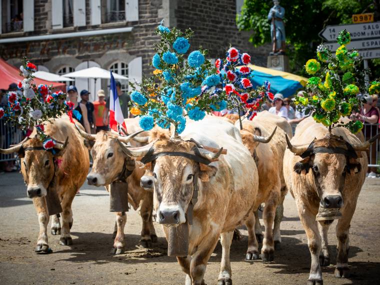 Transhumance AUBRAC (1)© B. Colomb - Lozere Sauvage pour PACT Aubrac-© B. Colomb - Lozère Sauvage pour PACT Aubrac