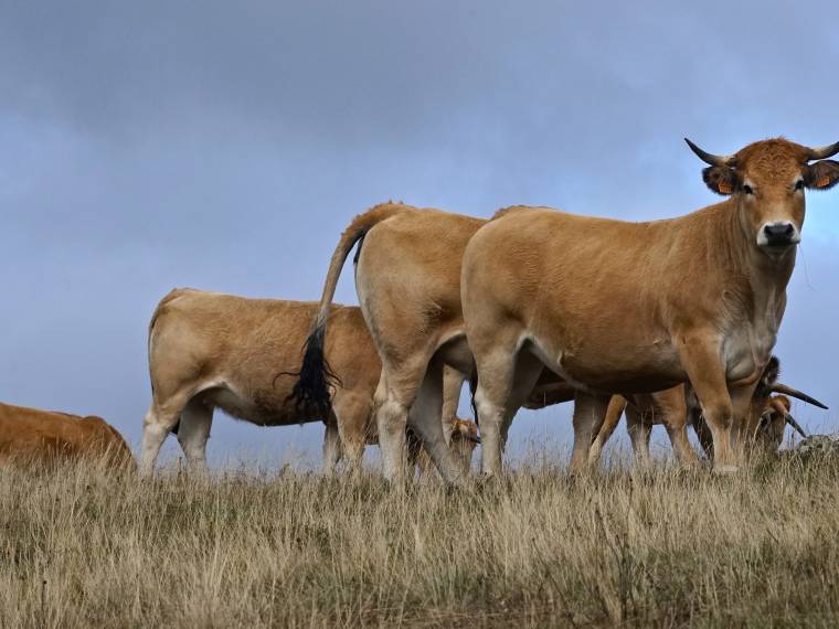 aubrac (2)©H-Vidal