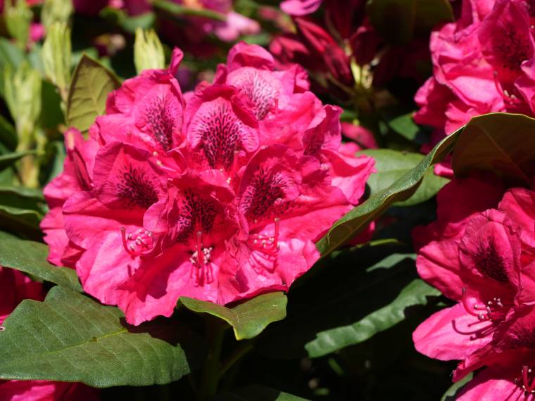 Rhododendrons © AdobeStock_855039570