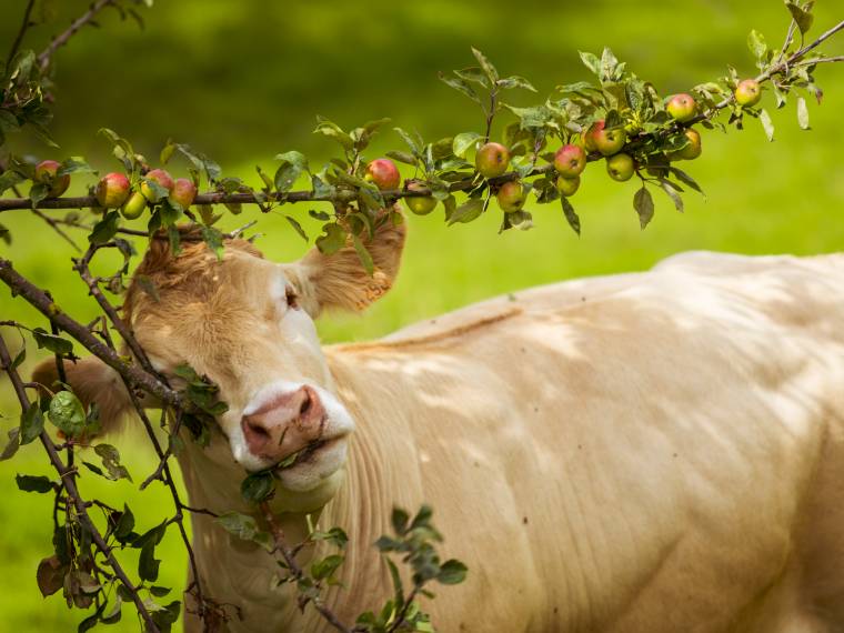 Vaches © Vincent Rustuel © Calvados Attractivite