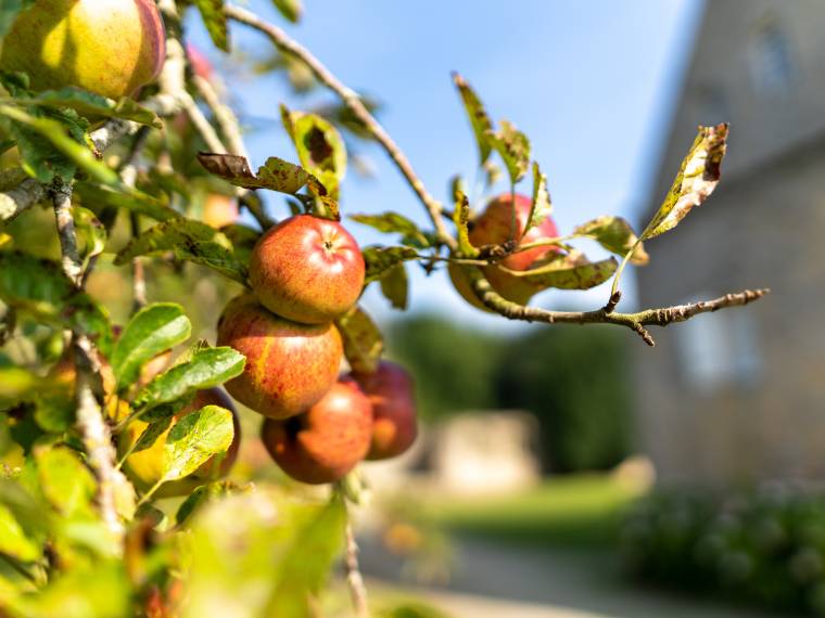 Pommes © Calvados_Attractivite