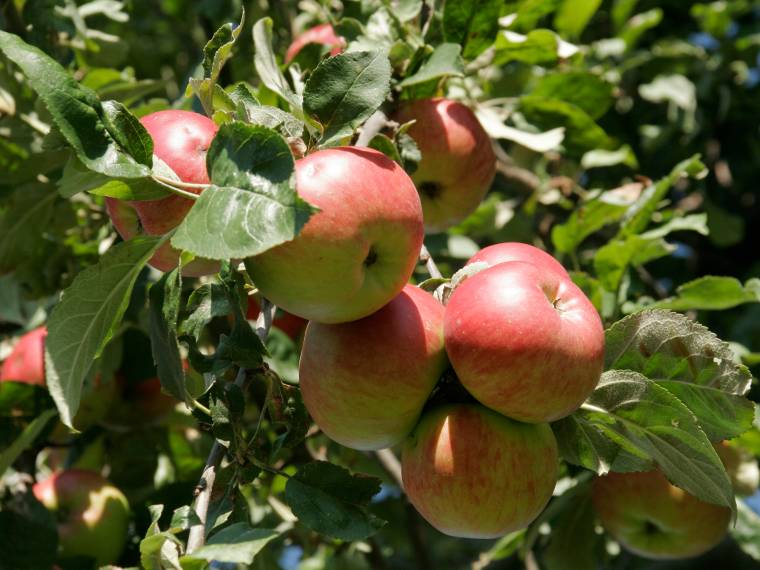 Pommes de Calvados © AdobeStock_4459573