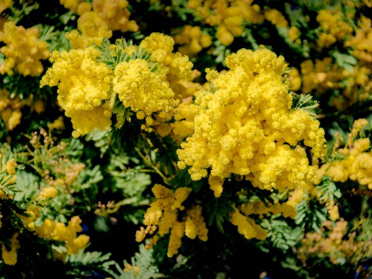 Mimosa © OT Bormes-les-Mimosas