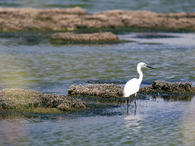 Île de Noirmoutier © Vendée tourisme - Simon BOURCIER