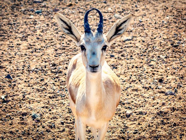 UAE_Sir Bani Yas Island_03