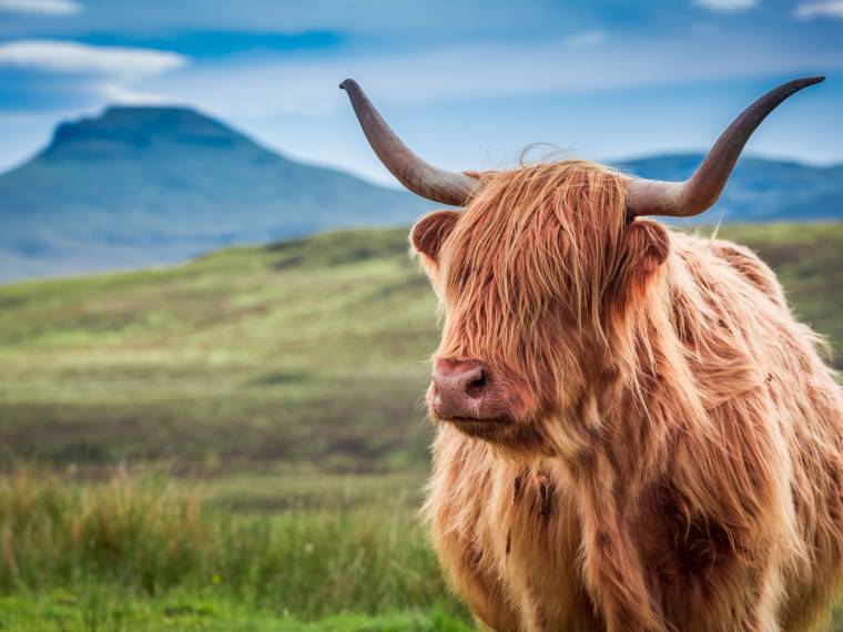 Highland © AdobeStock_123505269