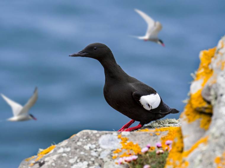 Shetland islands © AdobeStock_316136066