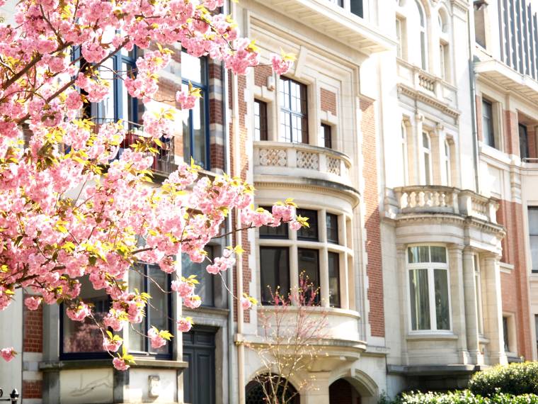 Bruxelles cerisiers en fleurs © AdobeStock_339822772