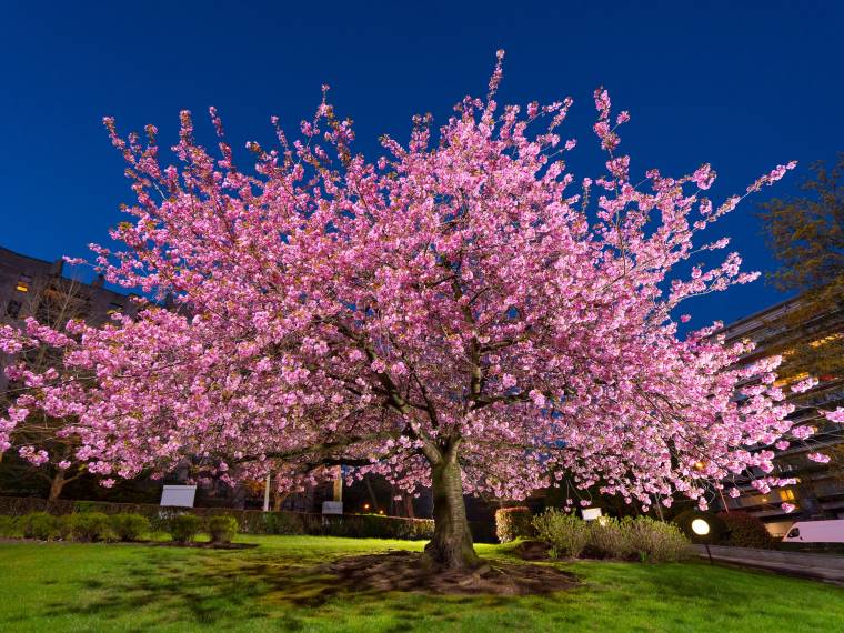 Bruxelles cerisiers en fleurs © AdobeStock_320569665