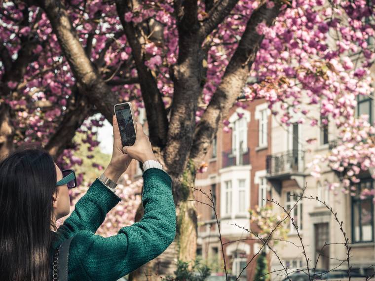 Bruxelles, cerisiers en fleurs © AdobeStock_726763500