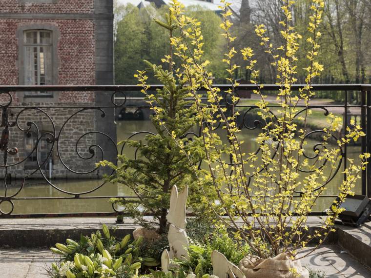 Exposition Amaryllis Lys Chateau de Beloeil 2025 © Hugues Dotrice (2)