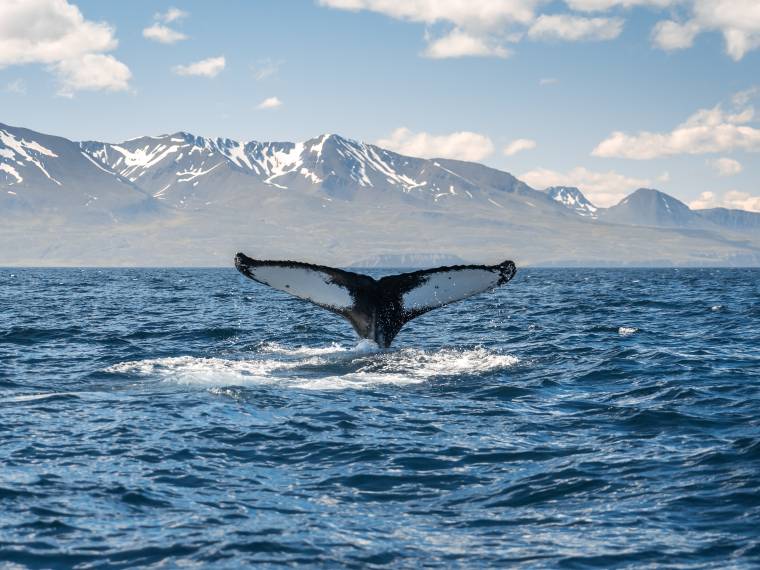 Croisière d-observation des baleines © AdobeStock_335720029