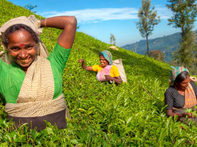 Sri Lanka, cueilleuse de thé © AdobeStock_181205487