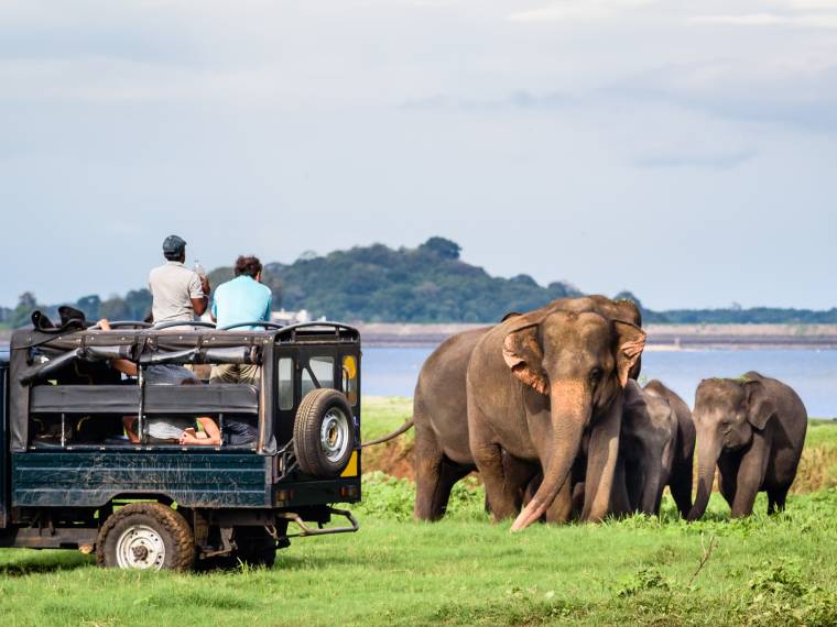 Sri Lanka, safari éléphant © AdobeStock_222865469